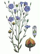 სელი 2